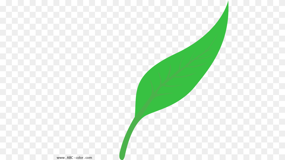 Freeuse Download Lanceolate Raster Leaf Shape Vector, Plant, Herbal, Herbs, Annonaceae Png