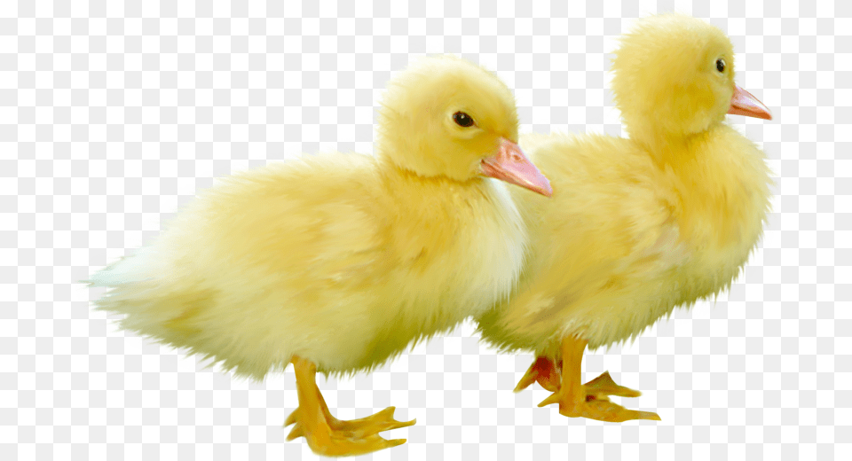 Freeuse Library Duck And Duckling Gallery Of Placards Ducks, Animal, Bird, Chicken, Fowl Free Png Download