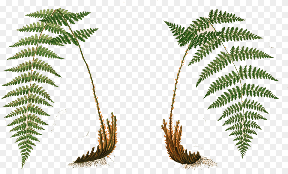 Freeuse Library Ivy Creek Foundation Flora And Fauna High Ferns, Fern, Plant Png Image