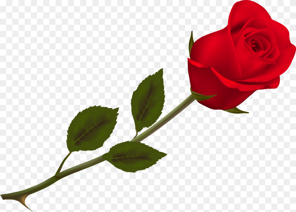 Freeuse Library No Background Files Transparent Rose Flower, Plant Free Png Download