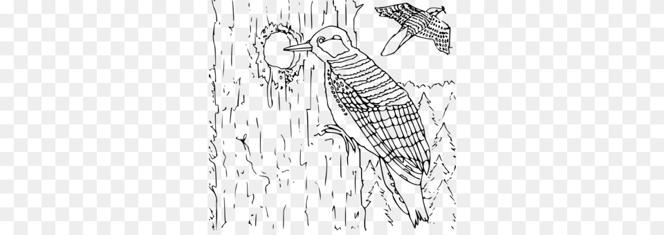 Freeuse Library Woodpecker Bird Download Commercial Pjaro Carpintero Para Colorear, Gray Free Png