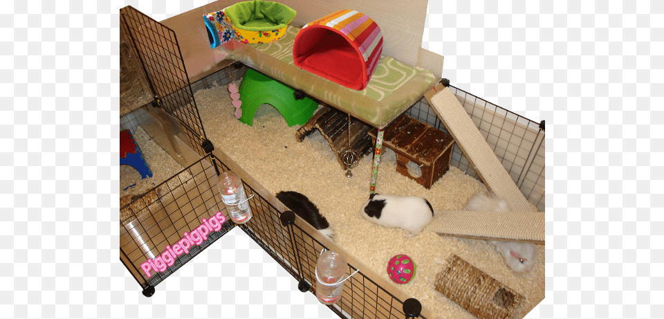 Freeuse Stock Pigs Guinea Pig Information, Den, Indoors, Animal, Cat Png