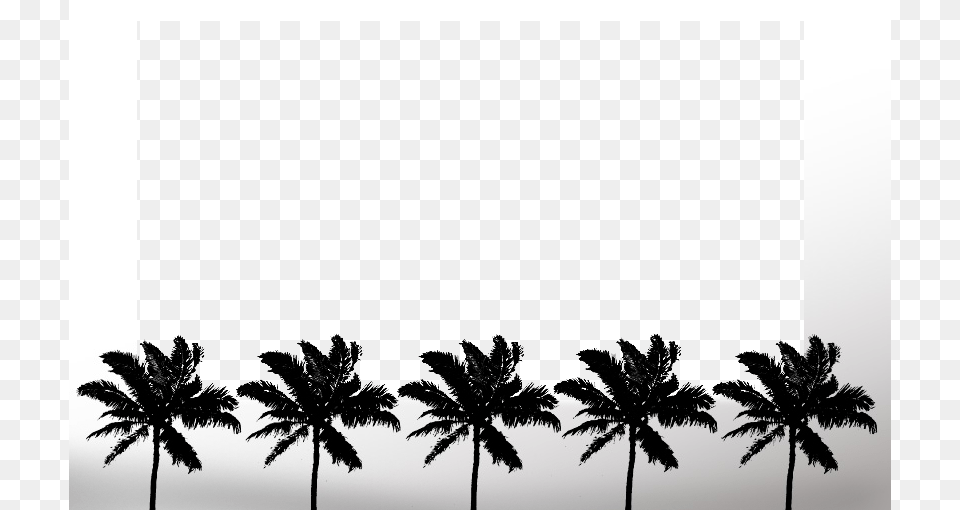 Freeway Tree Tops To Attalea Speciosa, Nature, Outdoors, Palm Tree, Plant Png Image