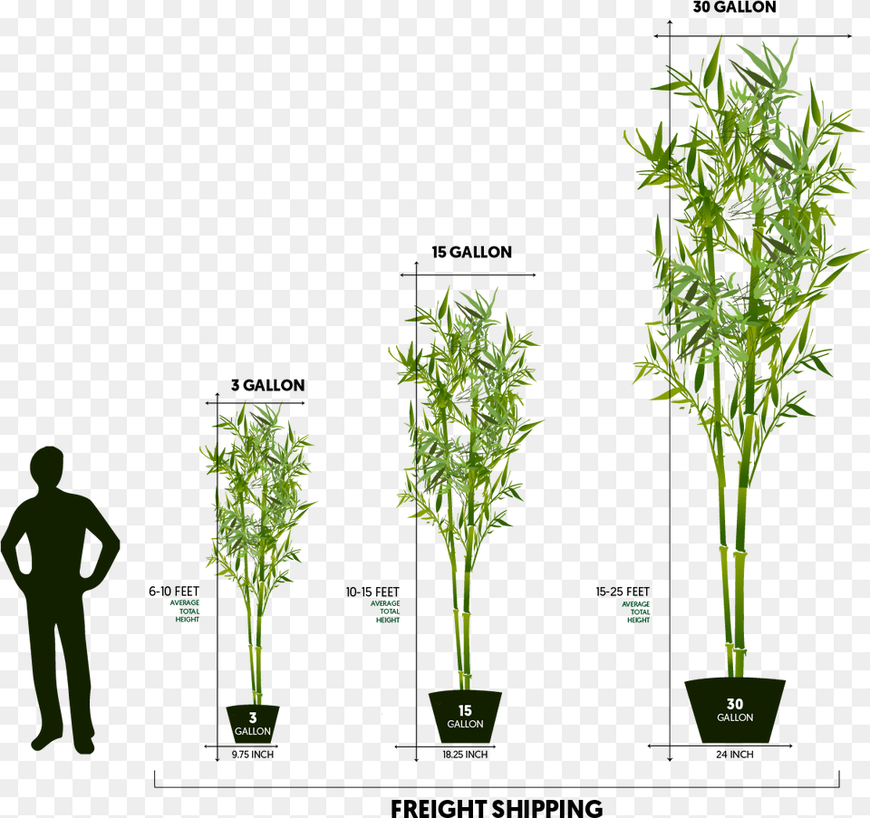 Freight Sizes Houseplant, Food, Plant, Seasoning, Adult Png