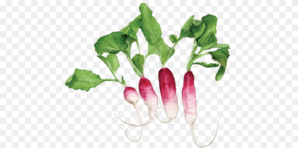 French Breakfast Radishes Radish, Food, Plant, Produce, Vegetable Free Png