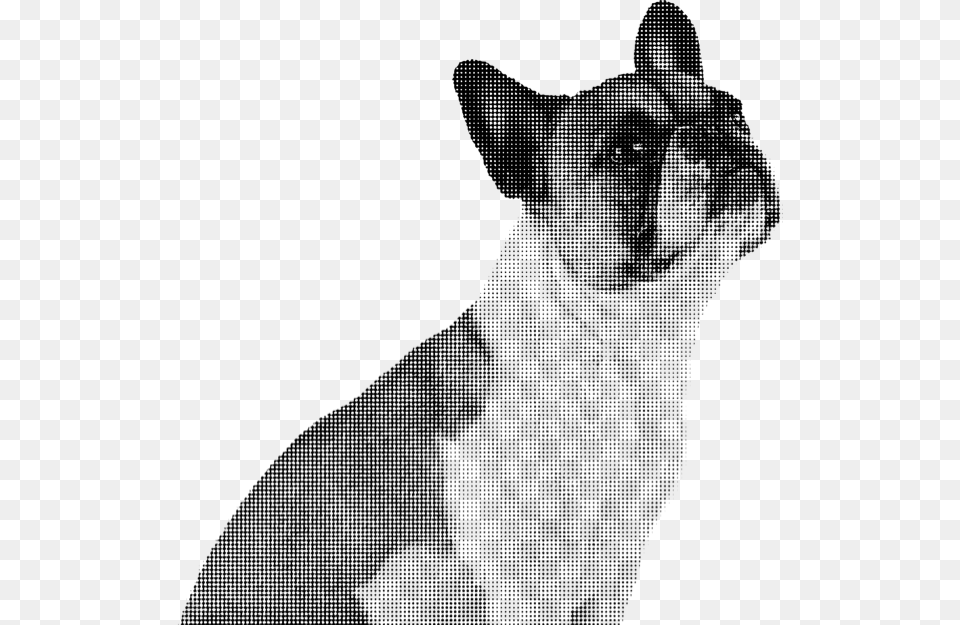 French Bulldog, Animal, Cat, Mammal, Pet Png Image