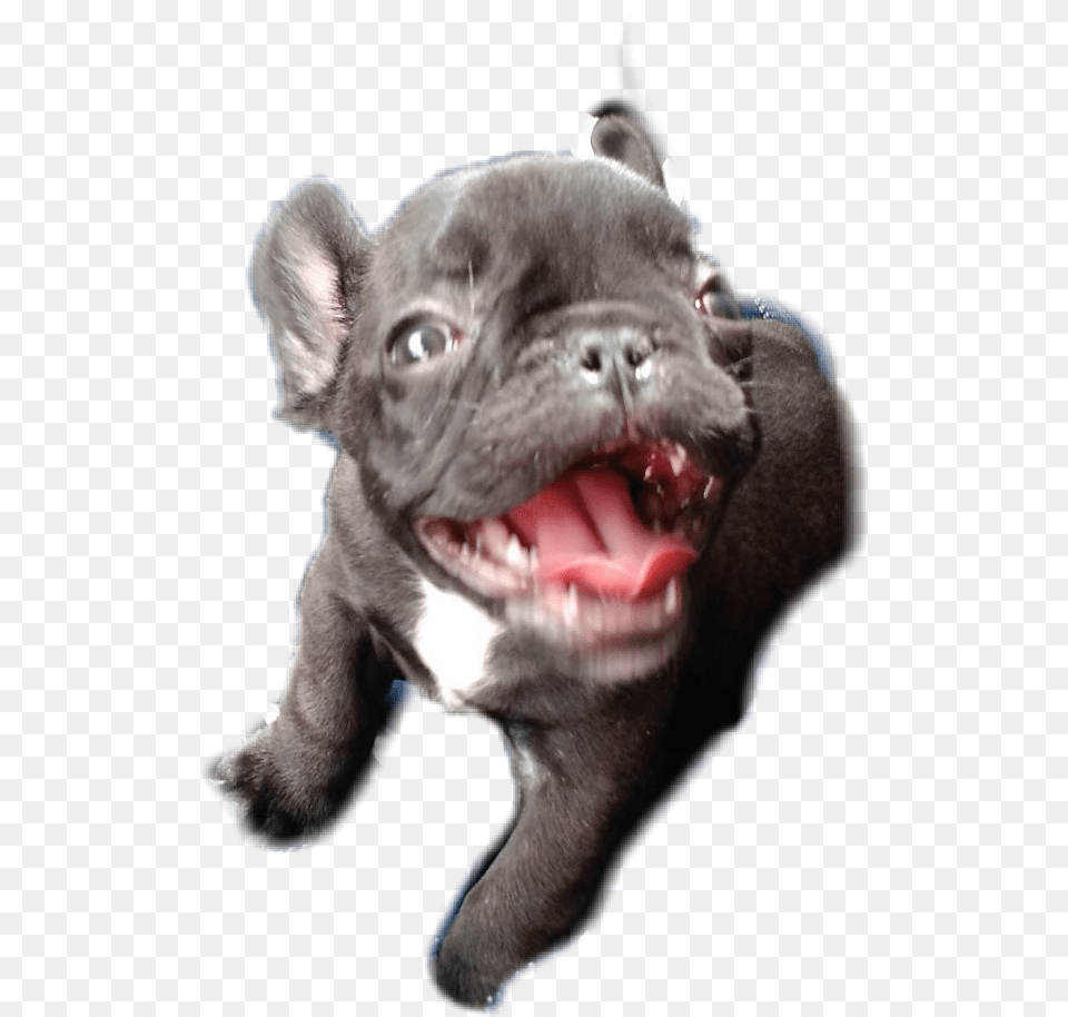 French Bulldog, Animal, Canine, Dog, French Bulldog Free Transparent Png