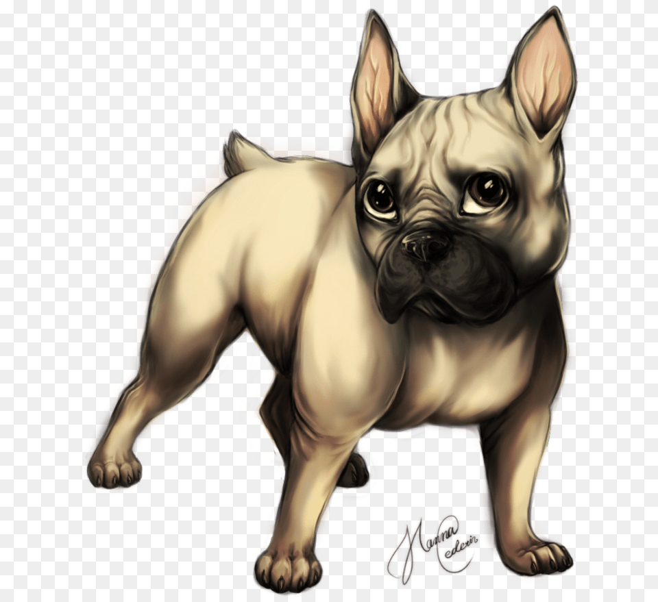 French Bulldog, Animal, Canine, Dog, French Bulldog Png