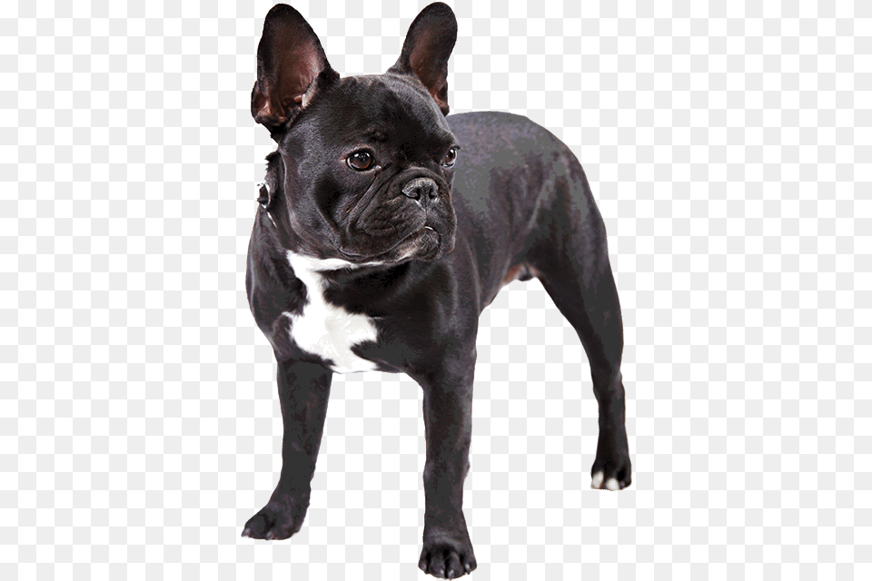 French Bulldog, Animal, Canine, Dog, French Bulldog Free Png