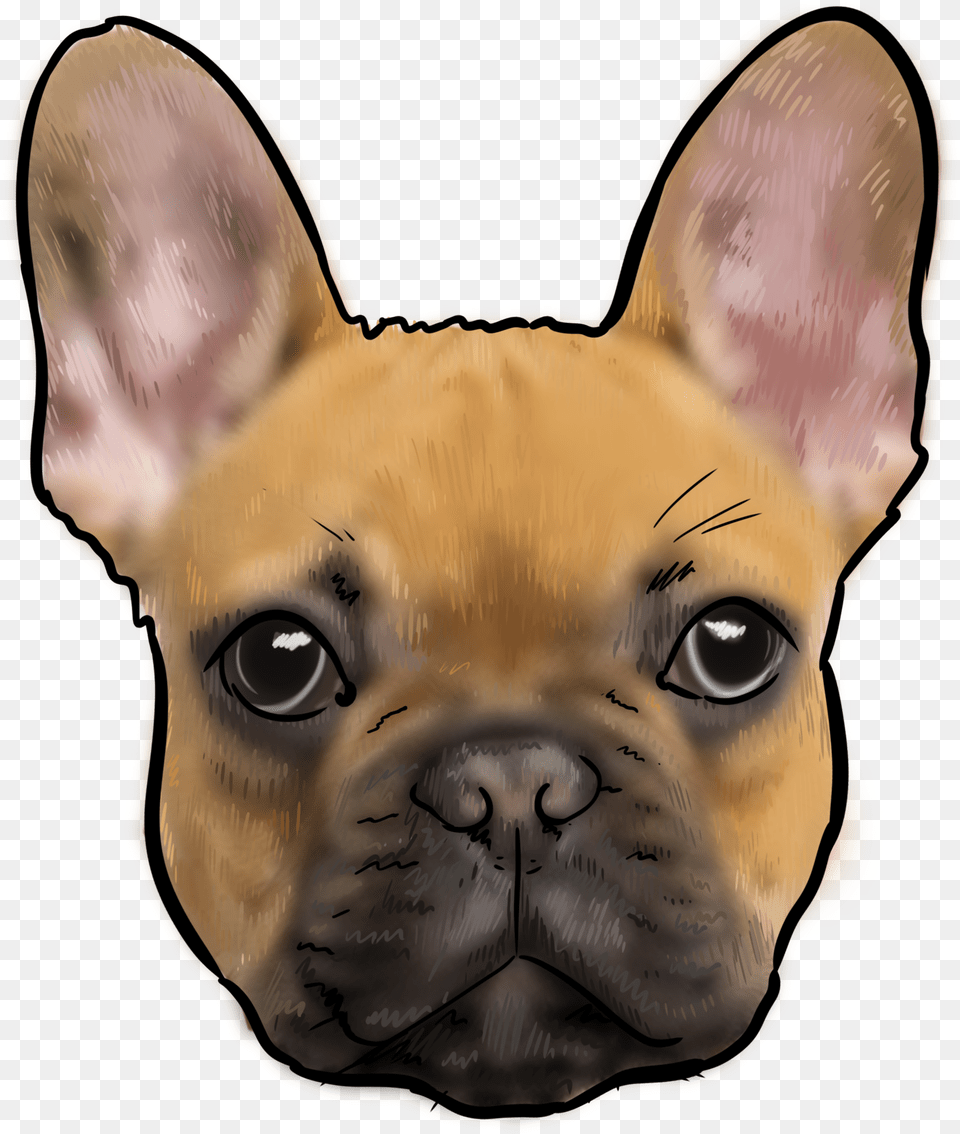 French Bulldog Png Image