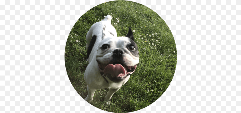 French Bulldog, Animal, Canine, Dog, Mammal Free Transparent Png