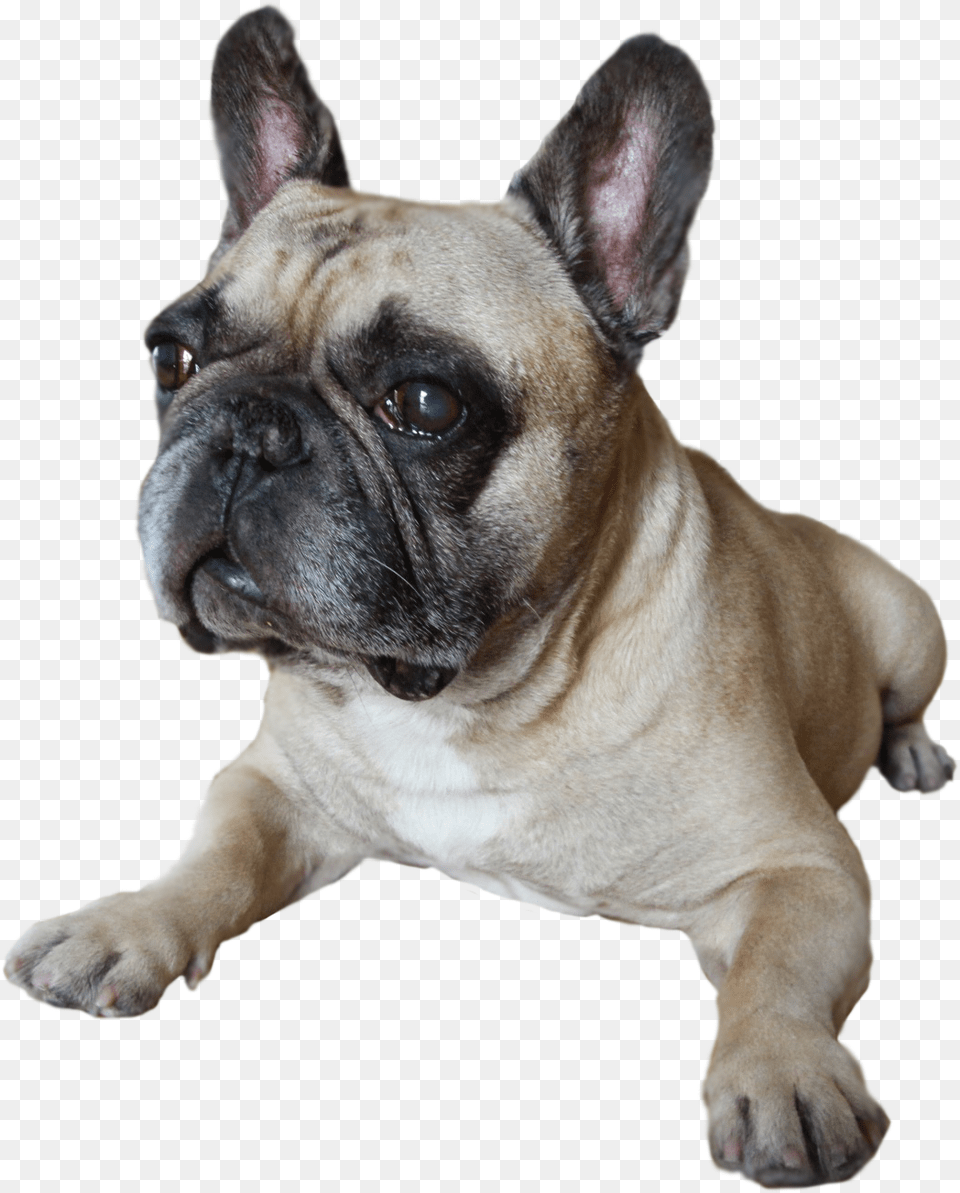 French Bulldog, Animal, Canine, Dog, French Bulldog Free Transparent Png