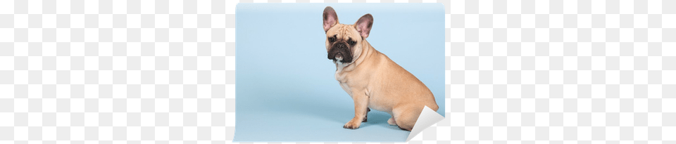 French Bulldog, Animal, Canine, Dog, French Bulldog Free Png Download