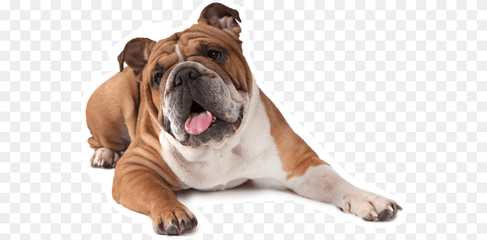 French Bulldog American Puppy English Bulldog, Animal, Canine, Dog, Mammal Png Image