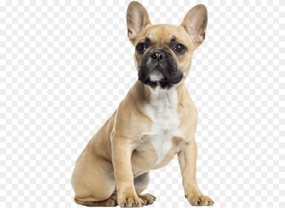 French Bulldog And Chihuahua Together French Bulldog, Animal, Canine, Dog, French Bulldog Free Transparent Png