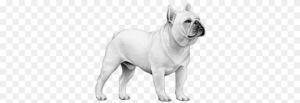 French Bulldog Bampw French Bulldog, Animal, Canine, Dog, French Bulldog Png Image