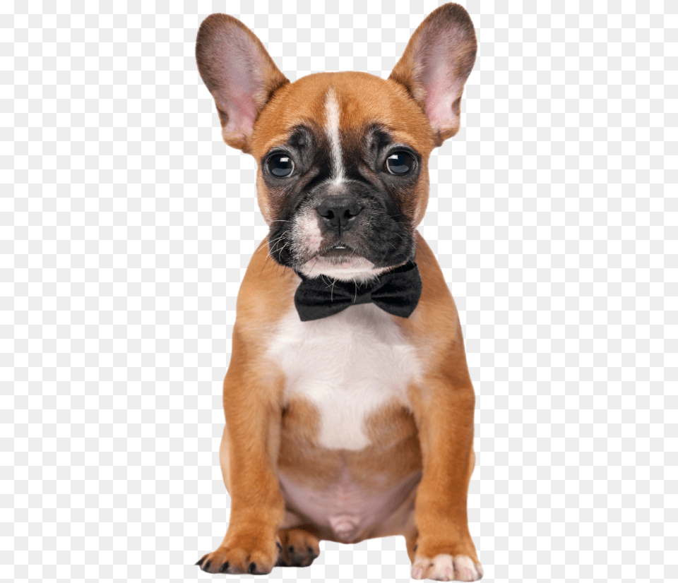 French Bulldog Boxer Puppy, Animal, Canine, Dog, French Bulldog Free Transparent Png