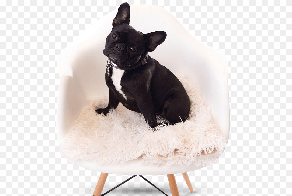 French Bulldog Breeder French Bulldog, Animal, Canine, Dog, French Bulldog Png Image