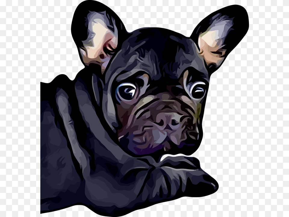 French Bulldog Dog Puppy Baby Bulldog Black Cute Baby Black French Bull Dogs, Animal, Mammal, French Bulldog, Pet Free Png Download