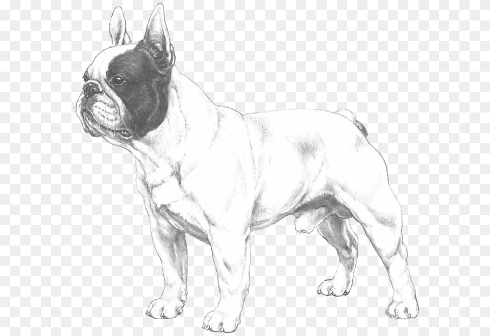 French Bulldog French Bulldog Transparent Logo, Animal, Canine, Dog, French Bulldog Free Png