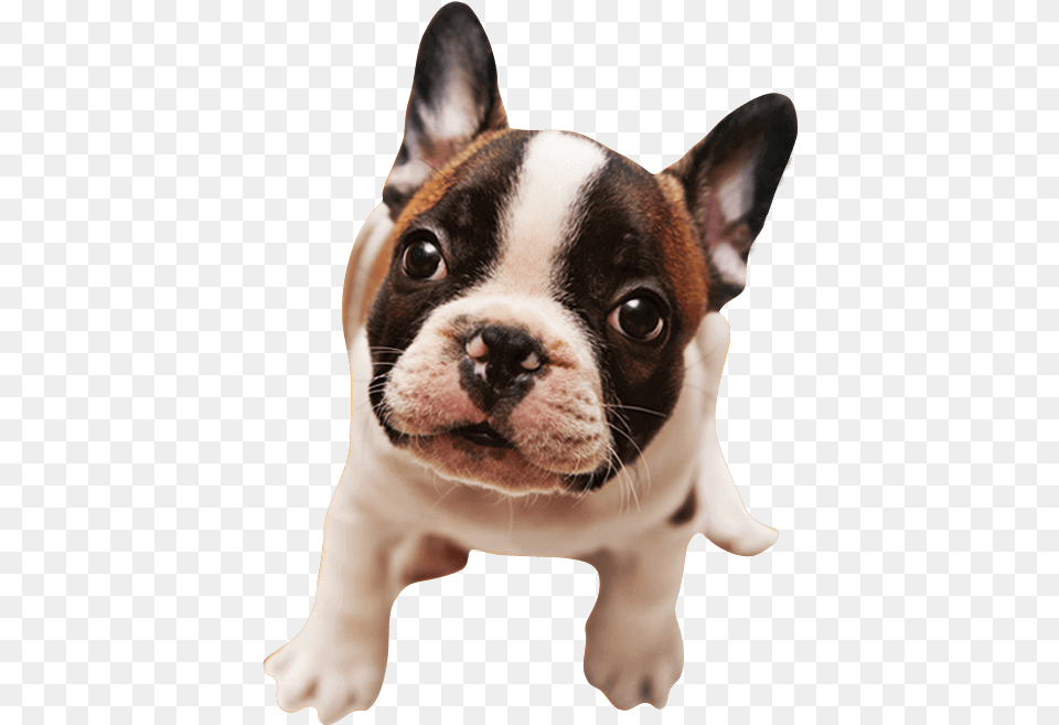 French Bulldog Imagem Cachorro, Animal, Canine, Dog, Mammal Free Png