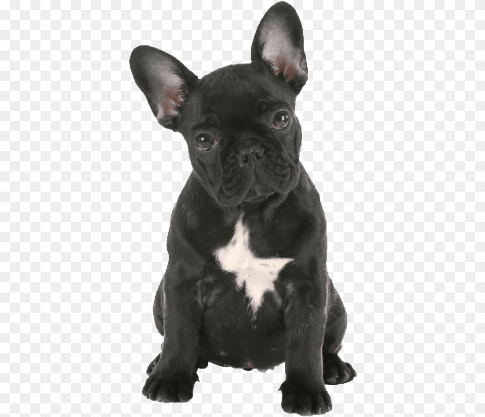 French Bulldog Images Cute Animals With White Background, Animal, Canine, Dog, French Bulldog Free Transparent Png