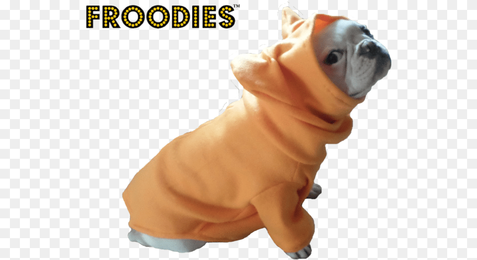 French Bulldog In A Jacket, Animal, Canine, Dog, Pet Free Png