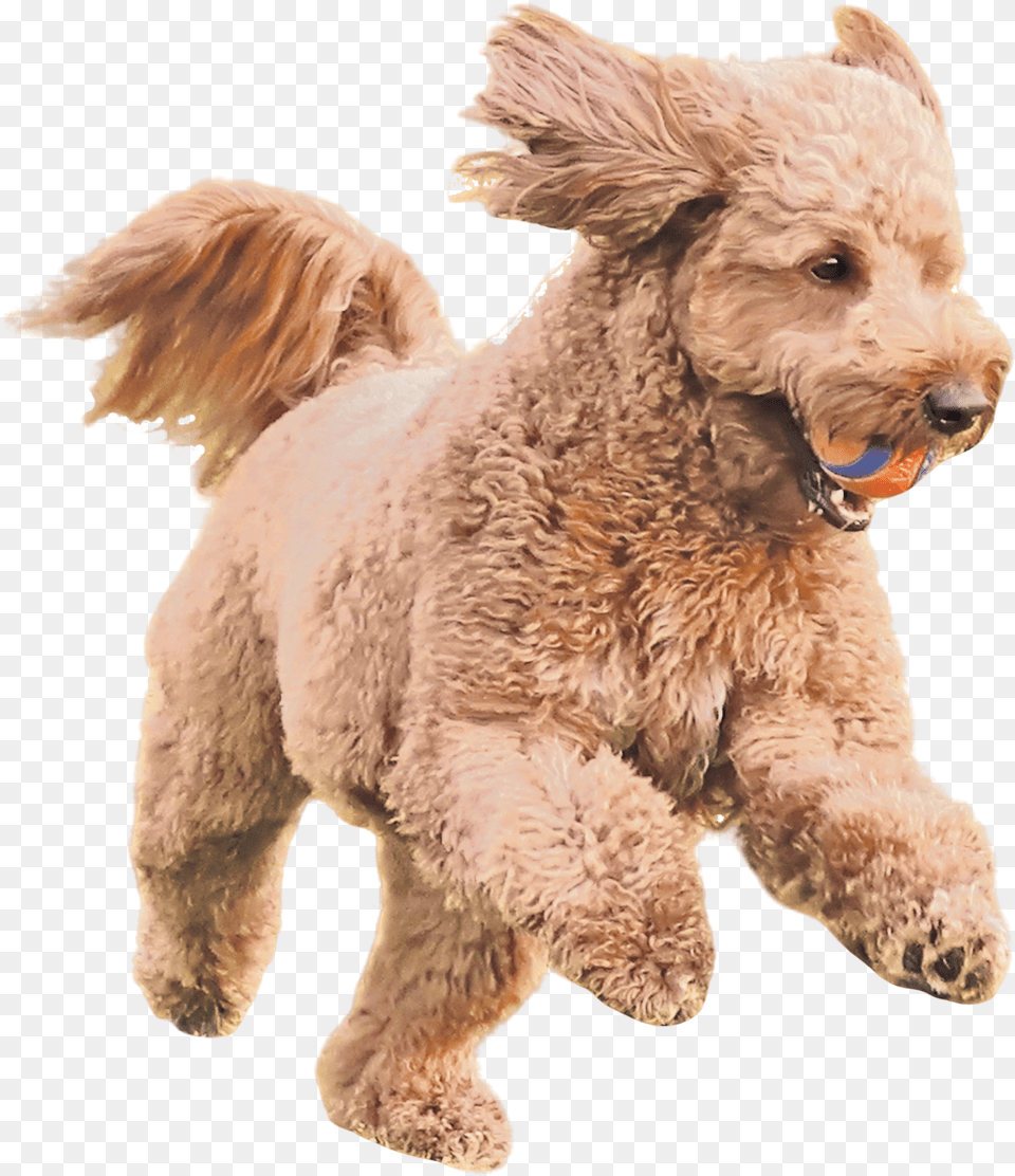 French Bulldog Licking His Chops Toy Poodle, Animal, Canine, Dog, Mammal Png Image