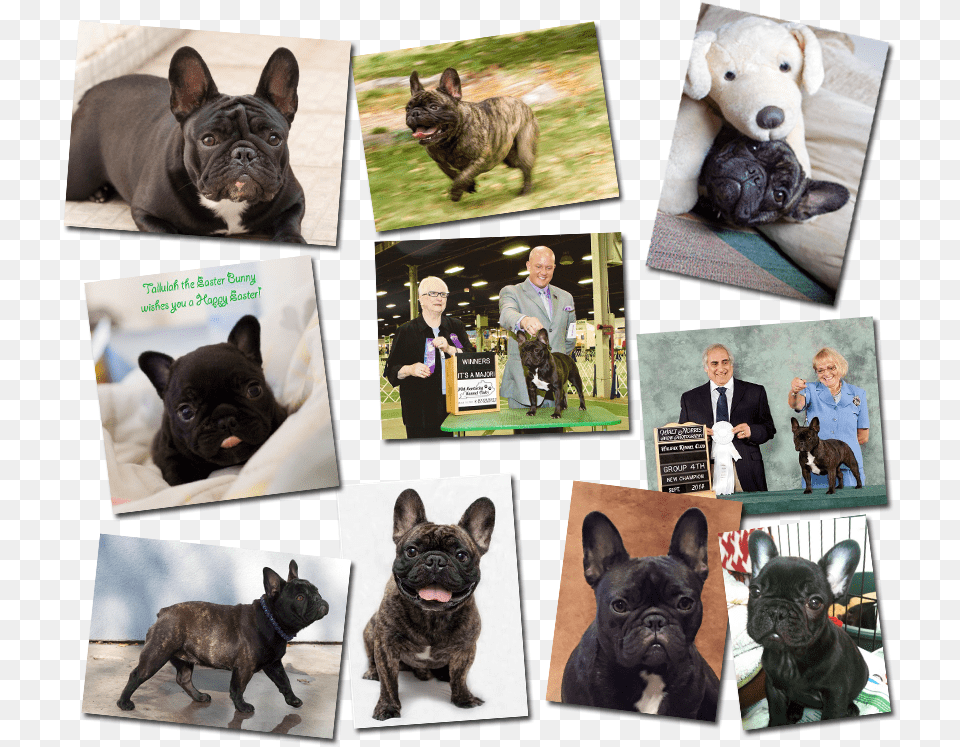 French Bulldog Pictures French Bulldog, French Bulldog, Animal, Canine, Dog Png Image