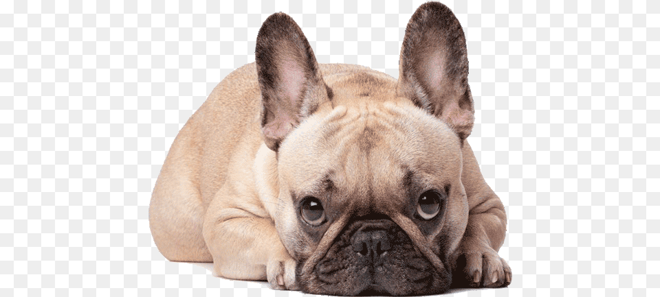 French Bulldog Pup550png Bull Terrier And French Bulldog, Animal, Canine, Dog, French Bulldog Free Png