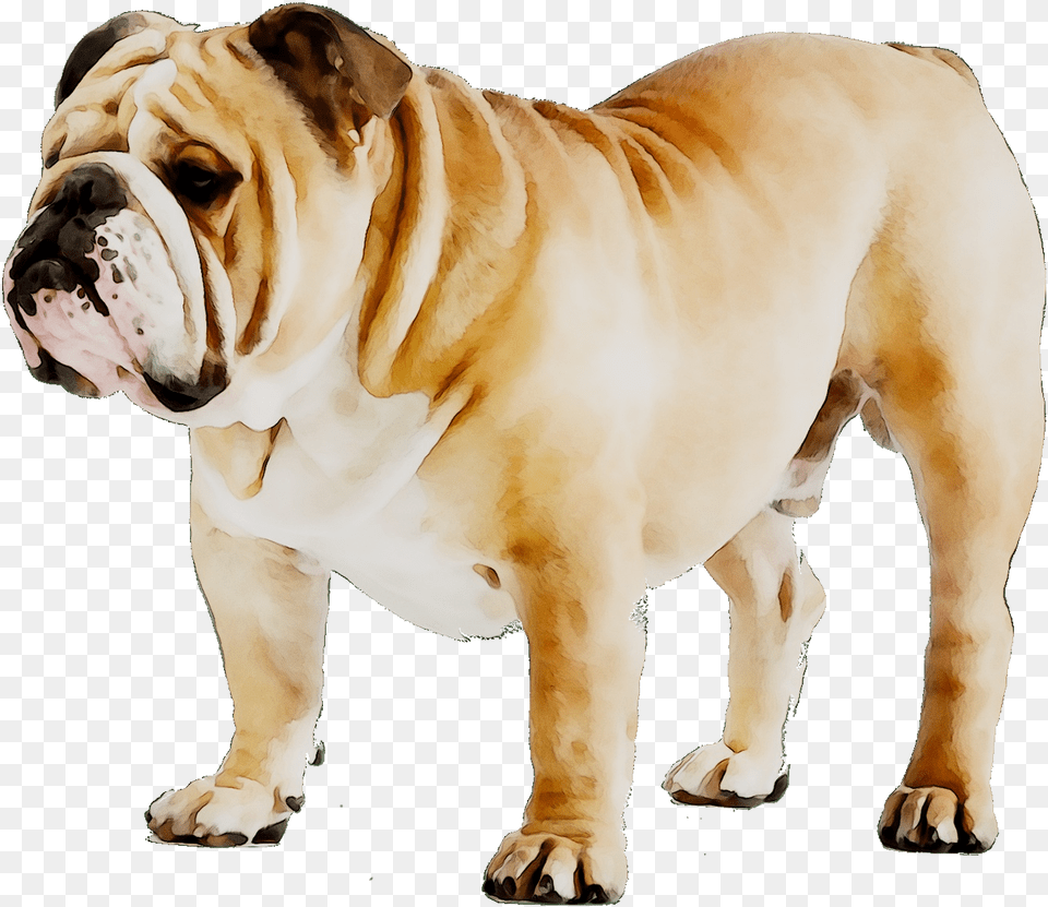 French Bulldog Puppy Dog Breed American Bulldog Bulldog Ingles, Animal, Canine, Mammal, Pet Free Png