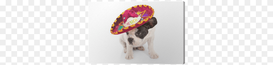 French Bulldog Puppy In Mexican Sombrero Over White Mexican Puppy, Clothing, Hat, Animal, Canine Free Png Download