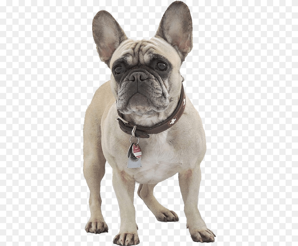 French Bulldog Temperament, Animal, Canine, Dog, French Bulldog Png