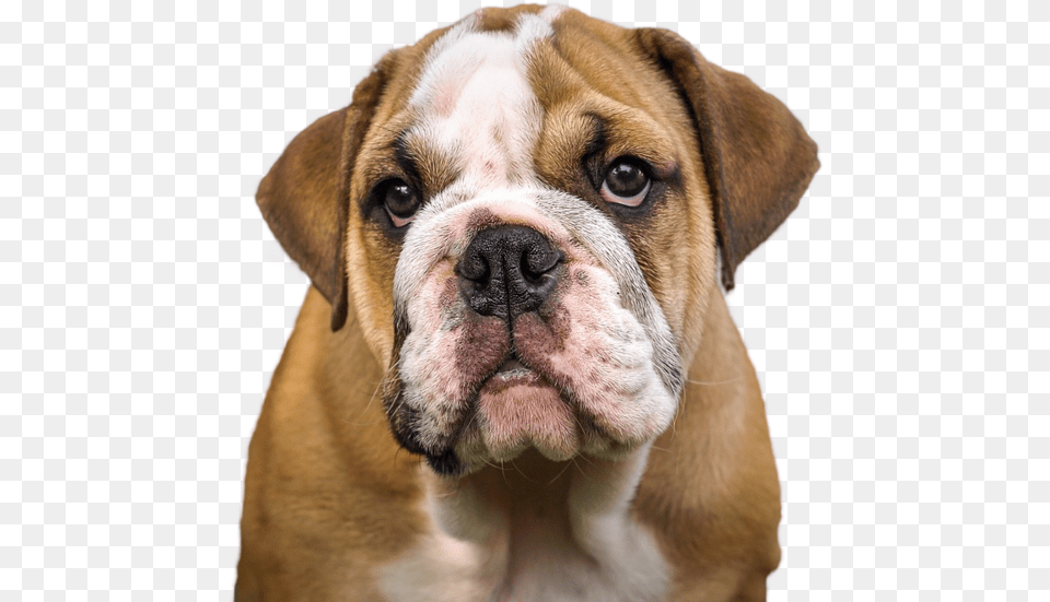 French Bulldog Valley Bulldog Olde English Bulldogge Jowls Dog, Animal, Boxer, Canine, Mammal Free Png