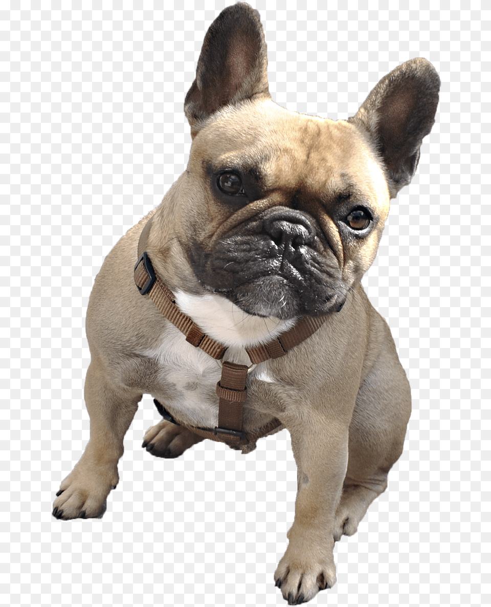 French Bulldog With Transparent Background, Animal, Canine, Dog, French Bulldog Png Image