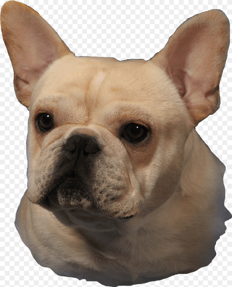 French Bulldogs Love Is A Bulldog French Bulldog, Animal, Canine, Dog, French Bulldog Free Transparent Png