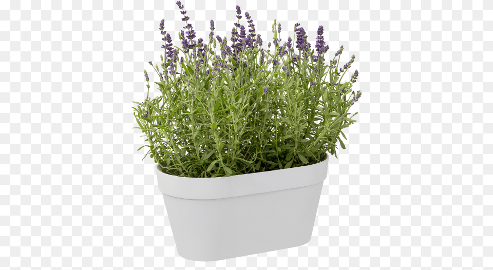 French Lavender, Flower, Herbal, Herbs, Plant Free Transparent Png