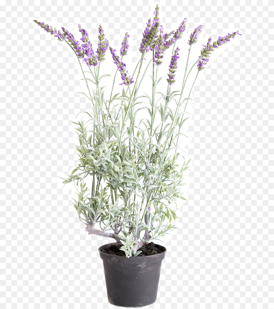 French Lavender, Flower, Plant, Flower Arrangement, Herbal Free Transparent Png