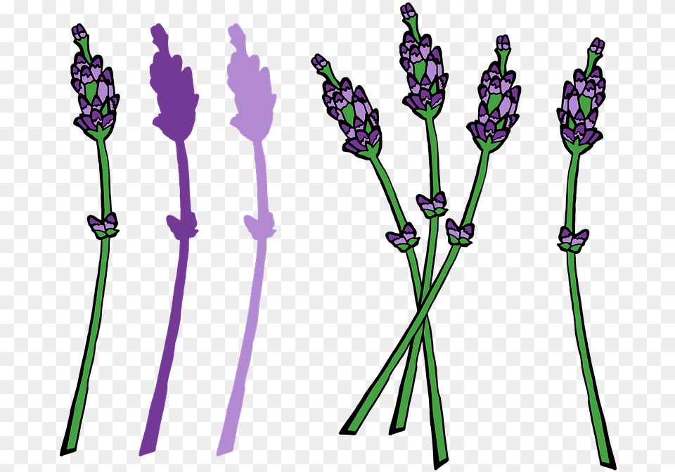 French Lavender, Flower, Plant, Purple, Person Png