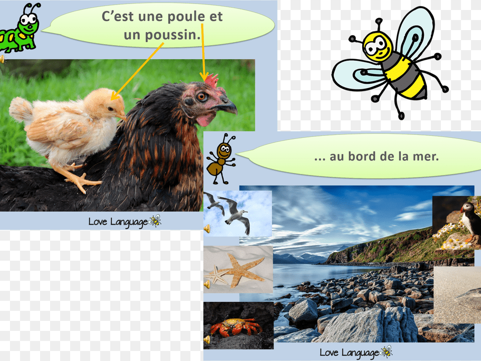 French Living Things Honeybee, Animal, Bird, Chicken, Fowl Free Transparent Png
