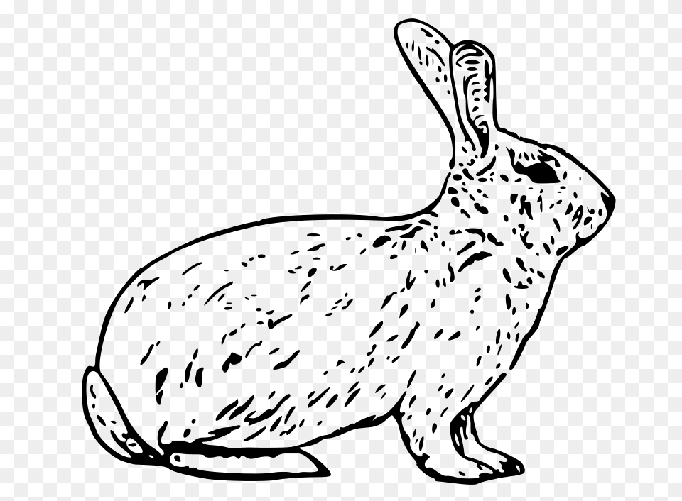 French Rabbit, Gray Png
