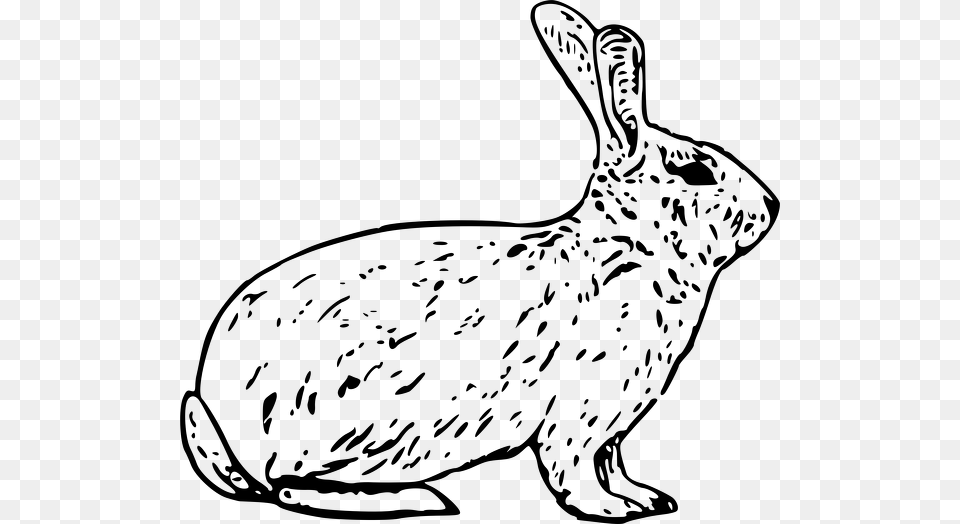 French Rabbit Cortes De Carne De Conejo, Gray Free Transparent Png