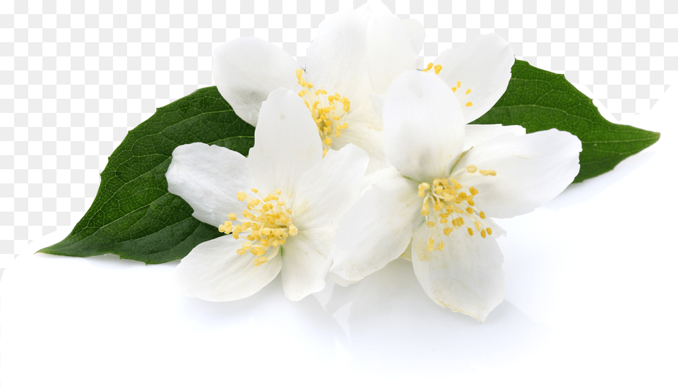 French Vanilla, Anemone, Flower, Plant, Pollen Png Image