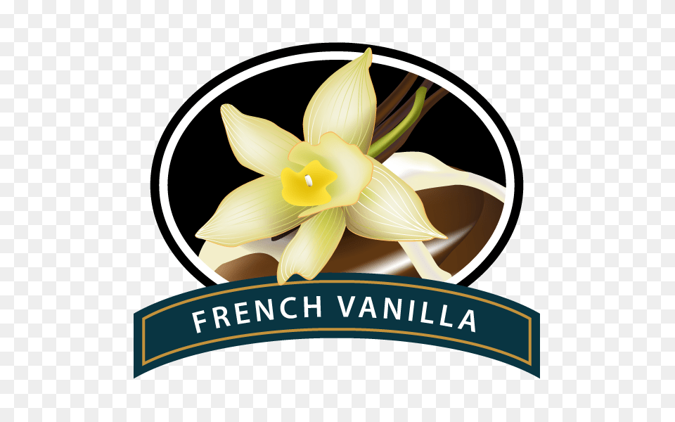 French Vanilla Coffee, Daffodil, Flower, Plant Png Image