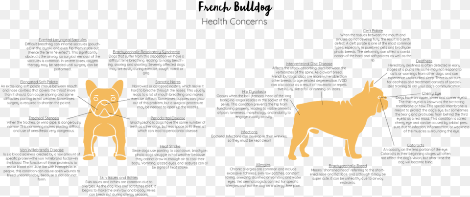 Frenchie Facts Papua New Guinea, Animal, Cat, Mammal, Pet Free Png Download