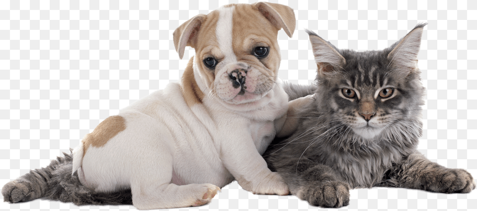 Frenchie Puppy And A Kitten, Animal, Canine, Dog, Mammal Png Image
