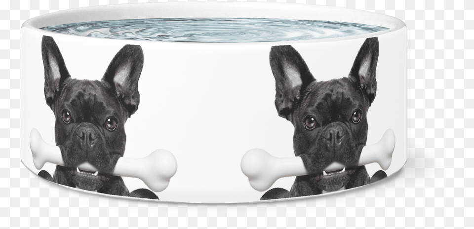 Frenchie With A Bone Dog Bowl French Bulldog, Animal, Canine, French Bulldog, Mammal Png Image