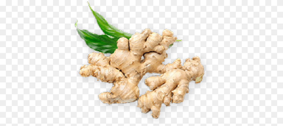 Fresa Healthy Food Ginger In White Background, Spice, Plant, Dog, Mammal Png Image