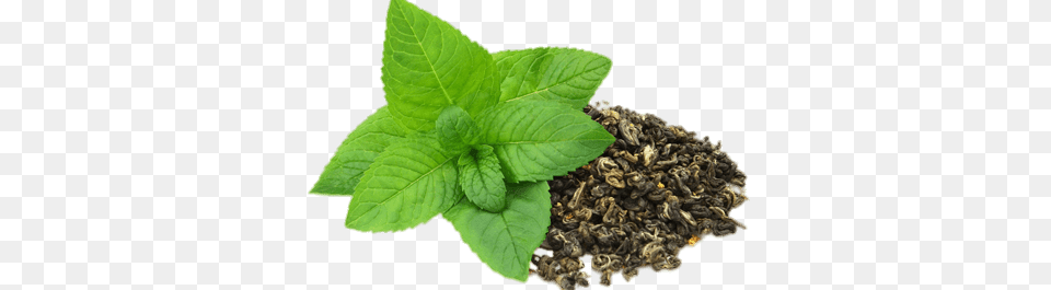 Fresh And Dried Peppermint, Herbal, Herbs, Mint, Plant Free Png