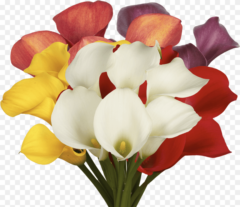 Fresh Assorted Color Calla Lilies Giant White Arum Lily, Flower, Flower Arrangement, Flower Bouquet, Petal Png